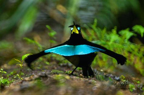 天堂鳥鳥類